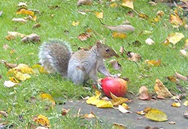A little squirrel enjoying a tasty windfall in an Oxford garden.